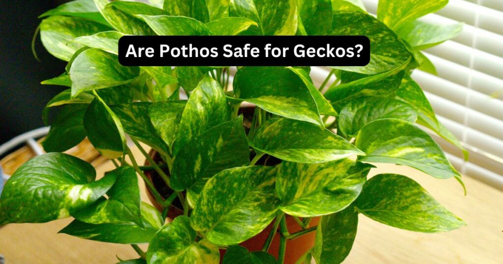 Are Pothos Safe for Geckos?