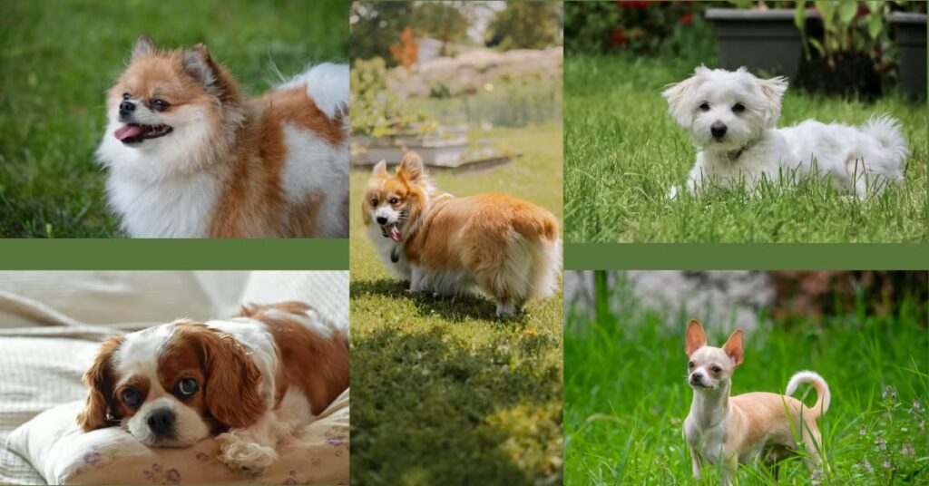 35 Best Small Dog Breeds: The Complete Guide (With Honest Observations)