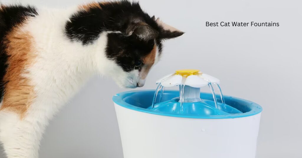 7 Best Cat Water Fountains